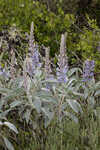 Gulf Coast lupine